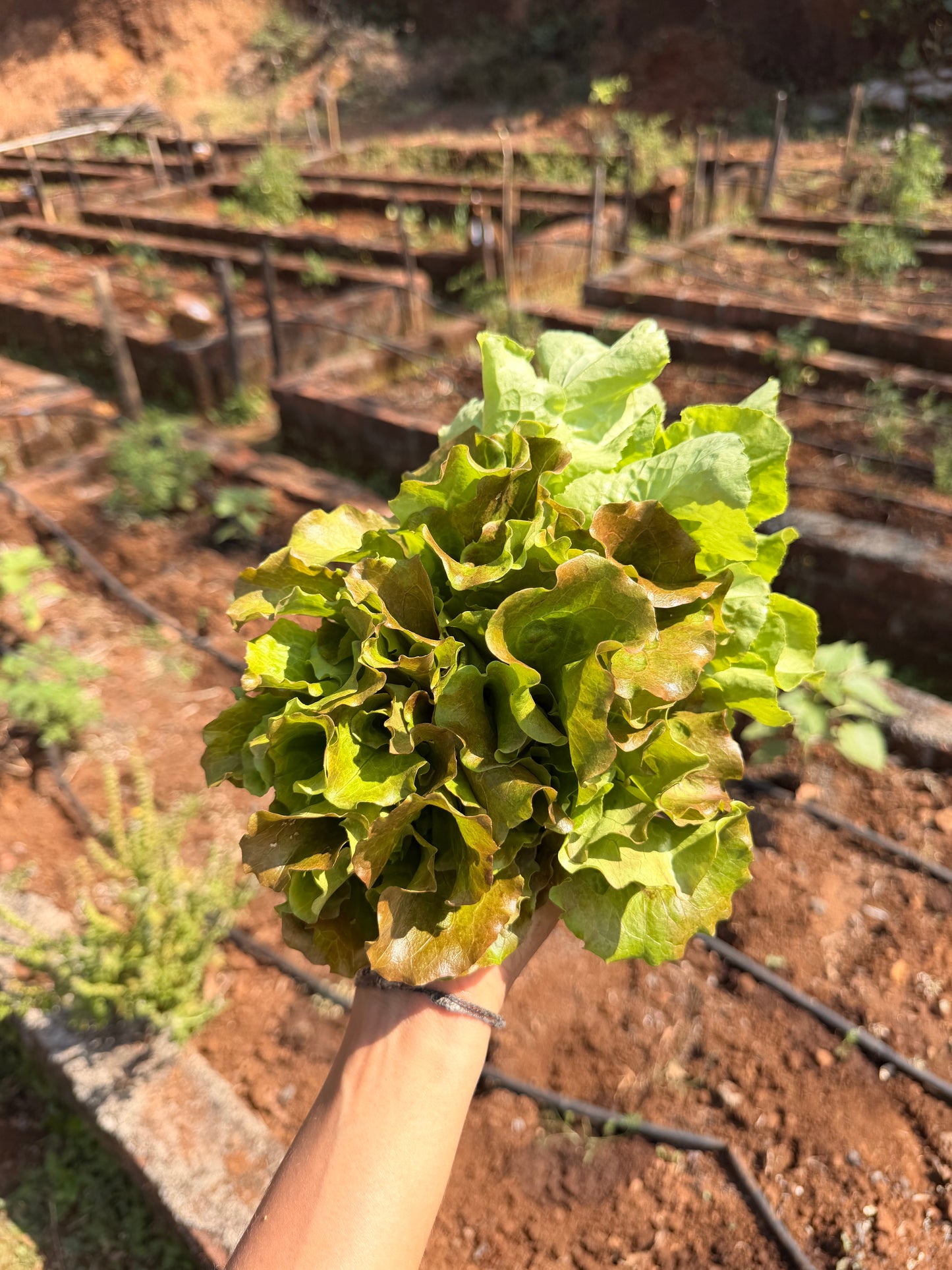 Salad From The Source 2.0