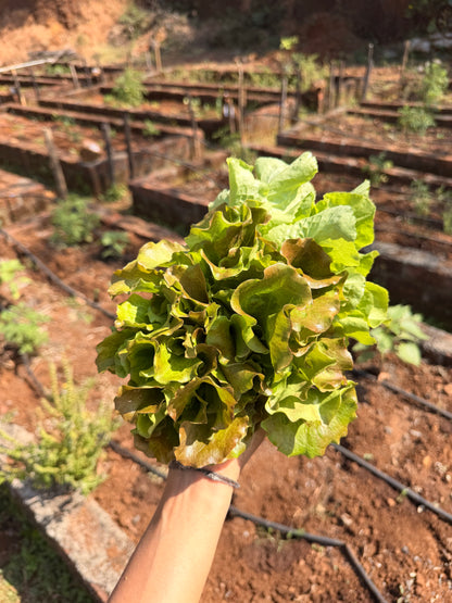 Salad From The Source 2.0