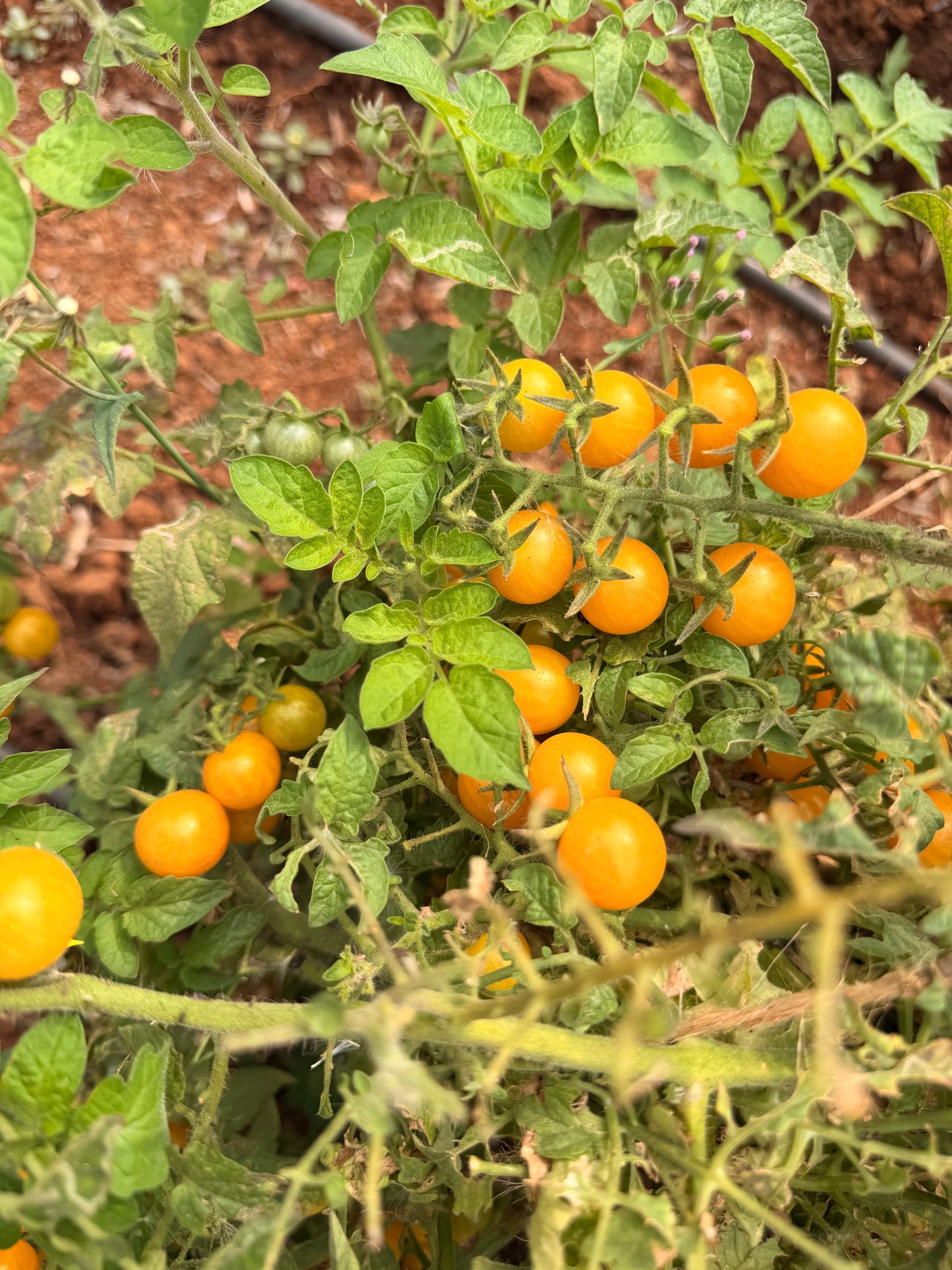 Salad From The Source 2.0