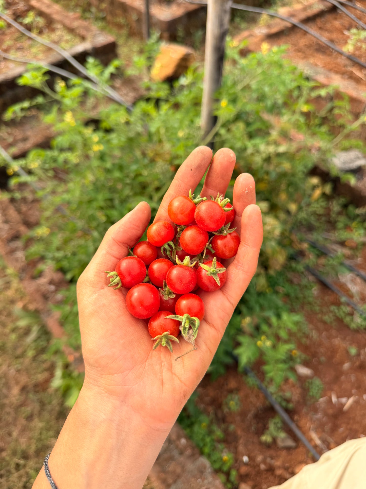 Salad From The Source 2.0