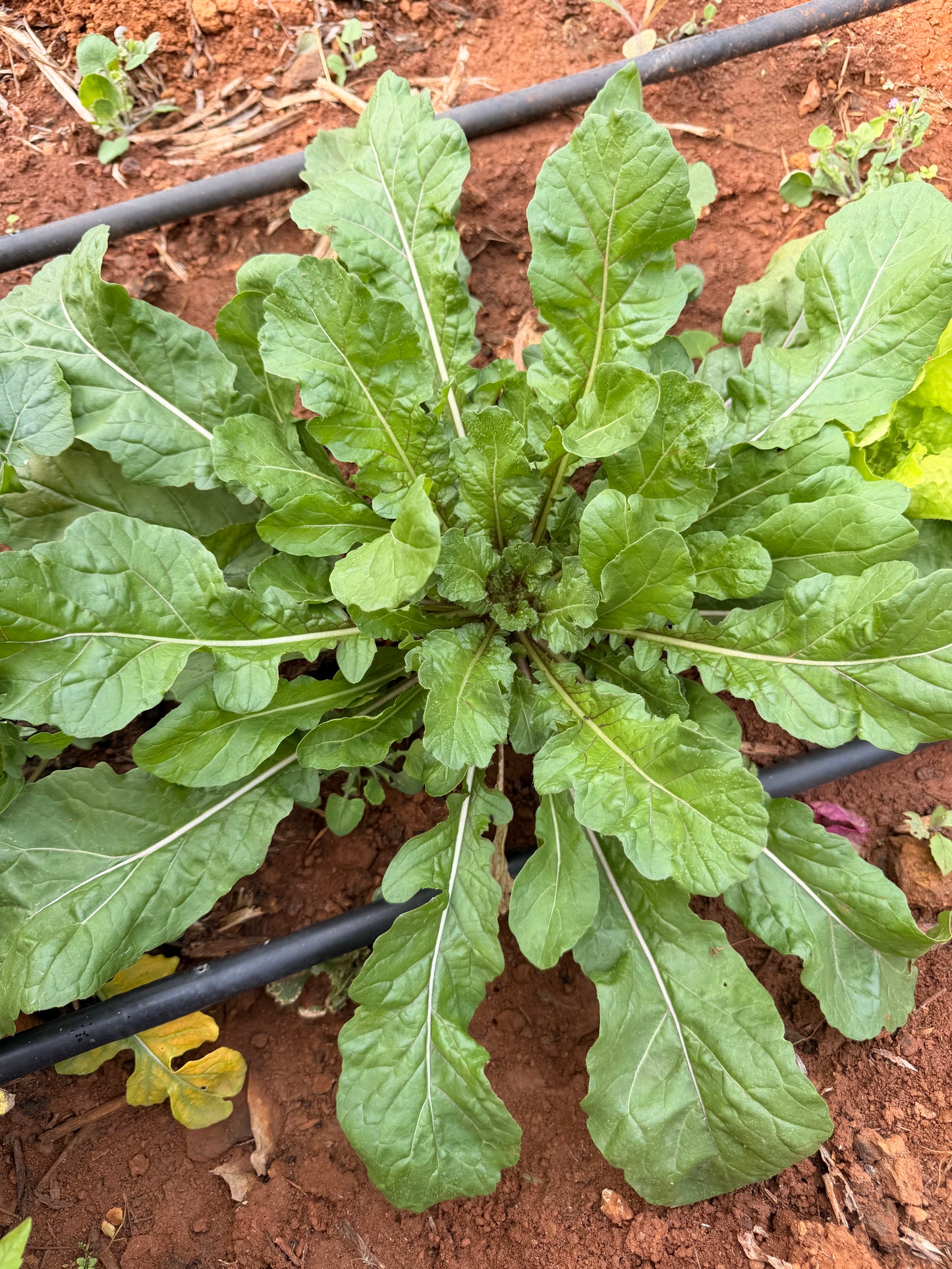 Salad From The Source 2.0