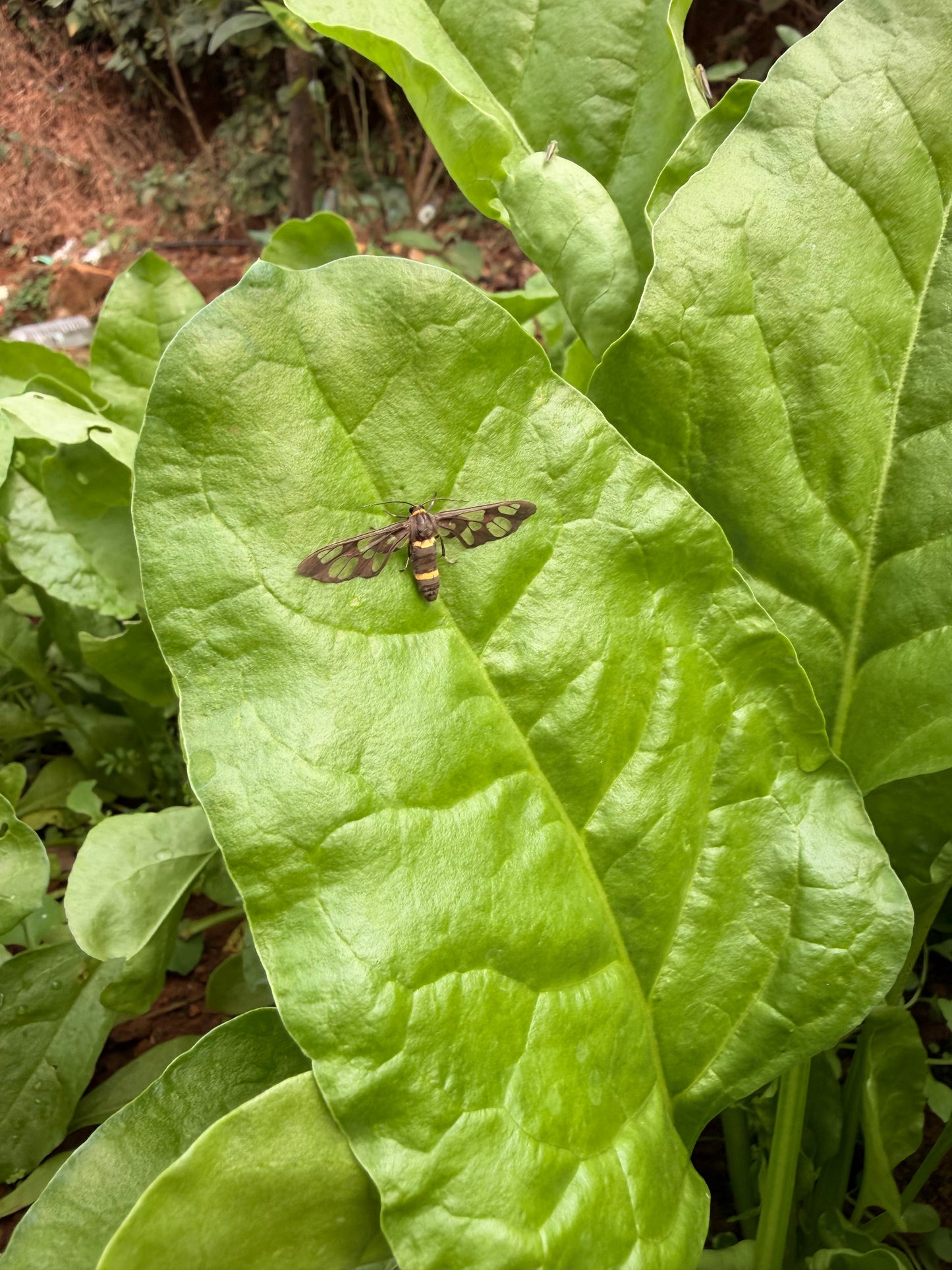 Salad From The Source 2.0