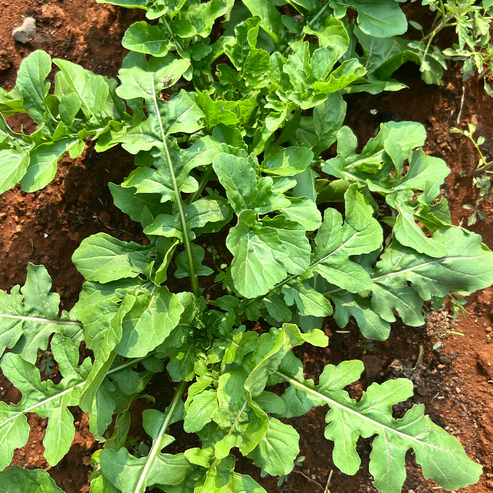 Arugula1