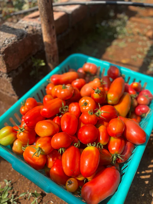 Salad From The Source