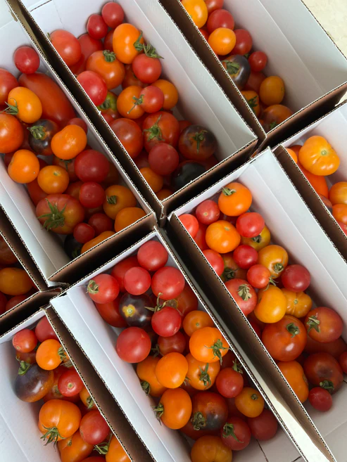 Tomato Tasting Boxes
