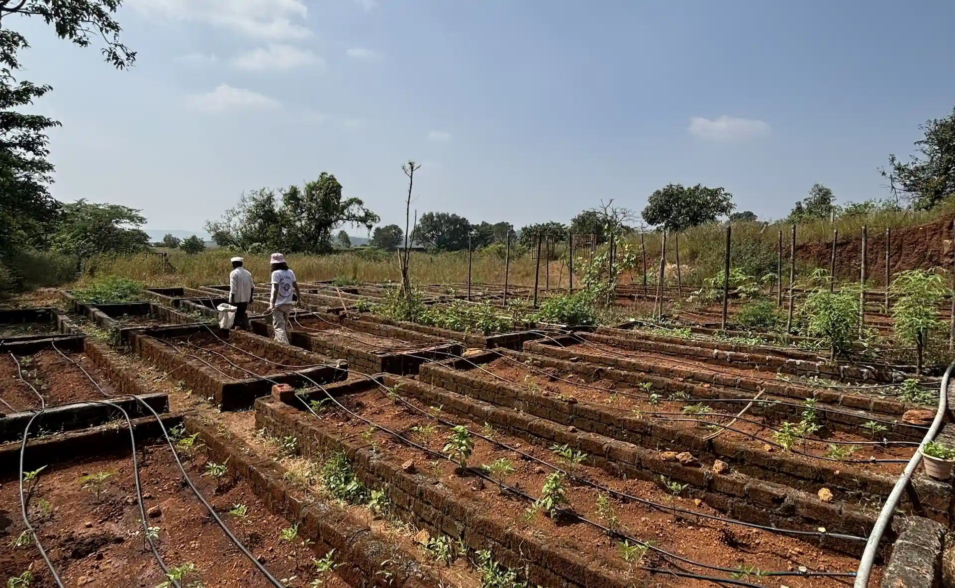 Regenerative Farm & Edible Landscape Design Mumbai