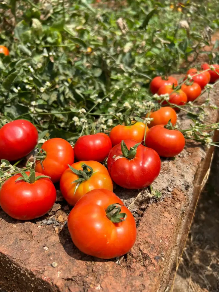 Simbiosis Organic Seasonal Produce Mumbai