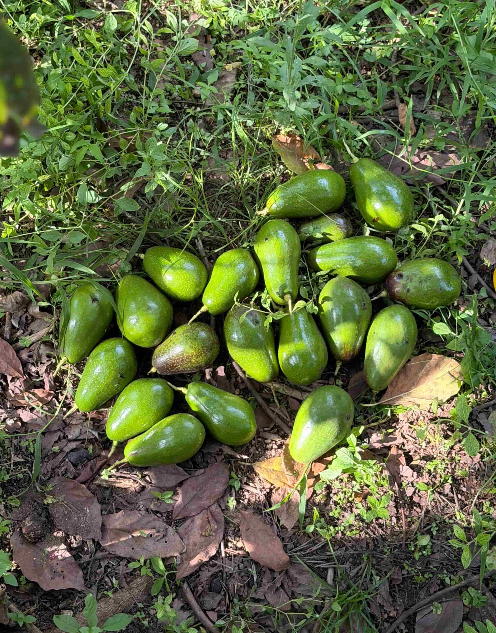 Pinkerton Avocados from Kerehaklu - Image 2