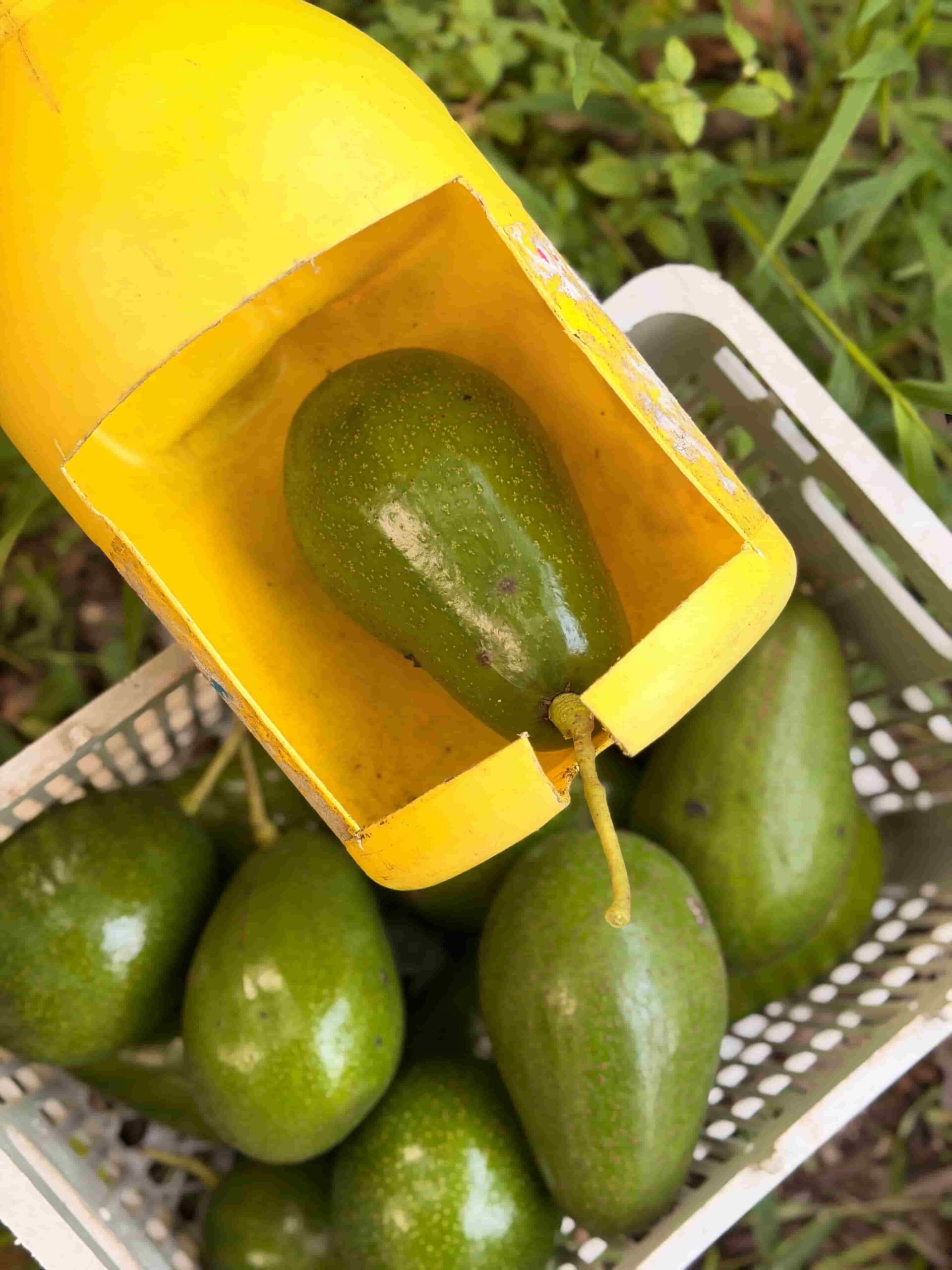 Pinkerton Avocados from Kerehaklu - Image 3