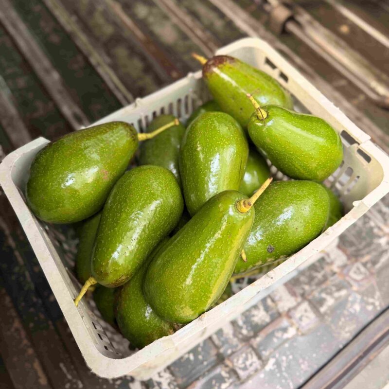 Pinkerton Avocados from Kerehaklu