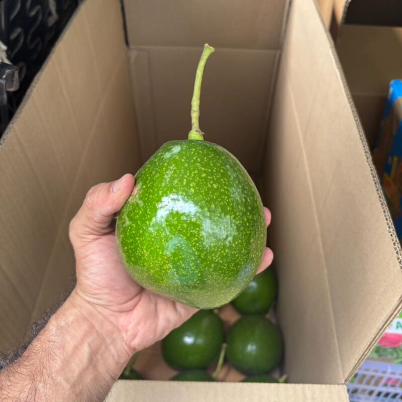 Choquette Avocados from Kerehaklu