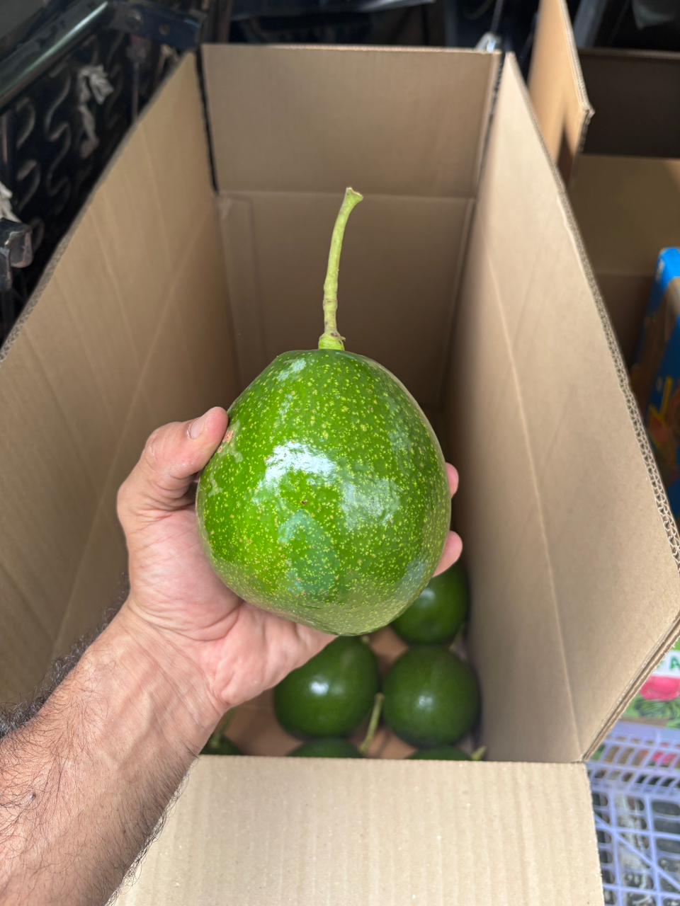 Choquette Avocados from Kerehaklu
