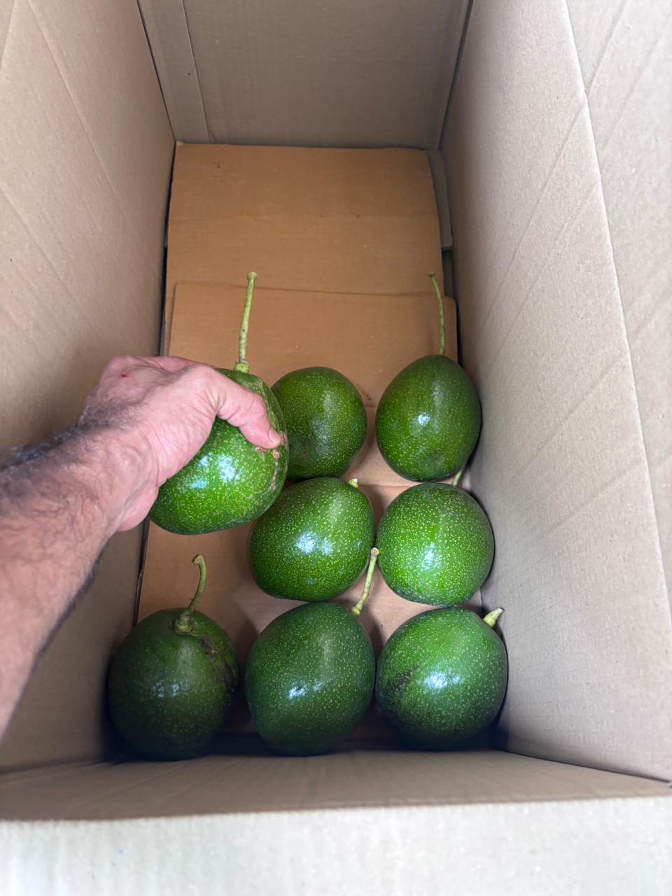 Choquette Avocados from Kerehaklu - Image 2